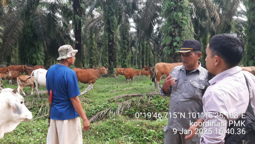 Sapi di Kampar Suspek PMK, ini Penjelasan Disbunnak Keswan