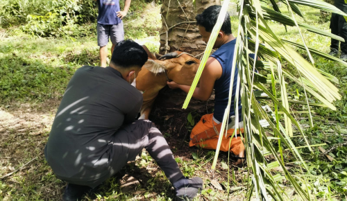 Disbunnak Keswan Kampar Selesaikan Vaksinasi PMK Tahap I, Peternak Diimbau Waspada Penyakit Ngorok