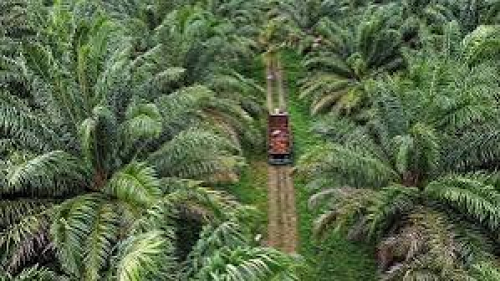 Disbunnak Keswan Kampar Tingkatkan Pengawasan terhadap Perusahaan Kelapa Sawit