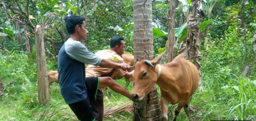 Lewat Teknologi IB, Kampar Dorong Kelahiran 3.800 Ekor Ternak Setiap Tahun