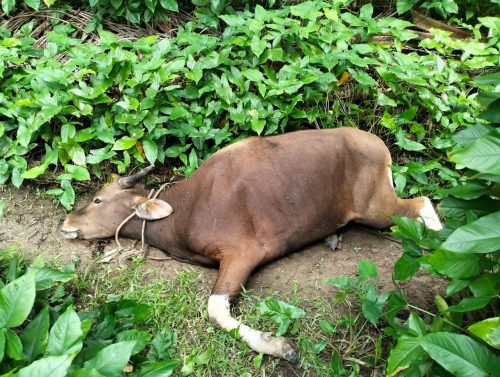 Puluhan Sapi Mati Mendadak di Desa Kualu, Disbunnak Keswan Kampar Segera Turun Tangan