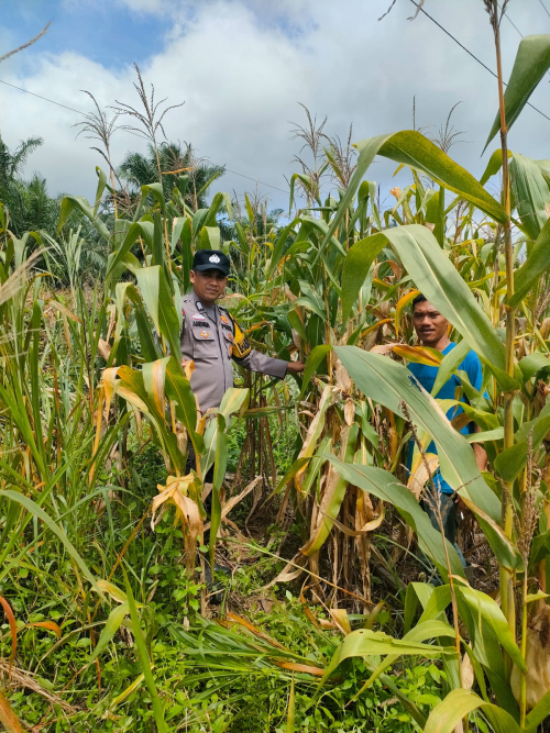 Dukung Ketahanan Pangan Polsek Kepenuhan Cek Pertumbuhan Jagung Pipil