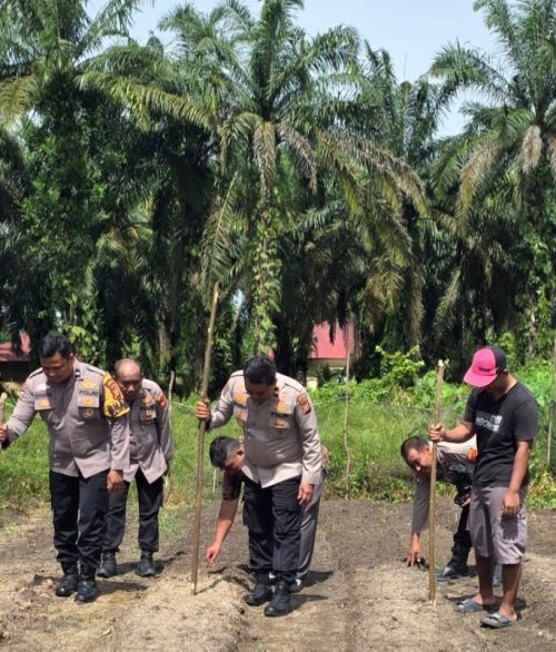 Polri Hadir di Tengah Petani, Kapolsek Ujungbatu Pimpin Penanaman Jagung