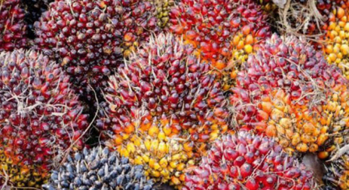 Disbunnakkeswan Kampar Sebut Harga TBS Sawit Swadaya di Riau Melonjak, Plasma Terkoreksi