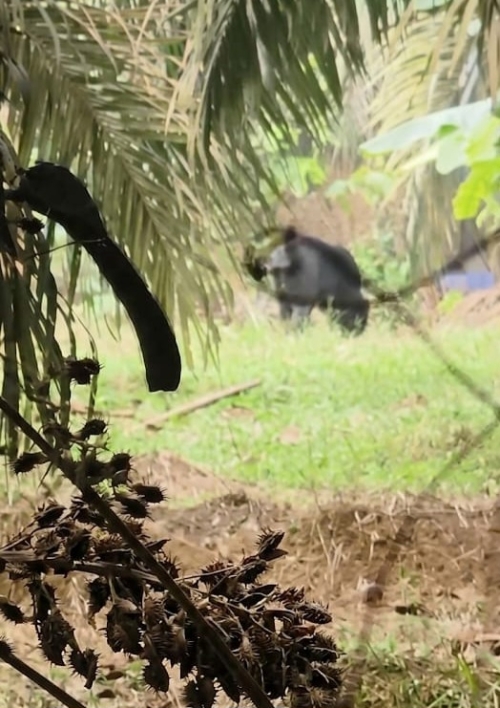 Warga Kuntu Kampar Resah, Beruang Muncul Dekat Permukiman Sejak Rabu