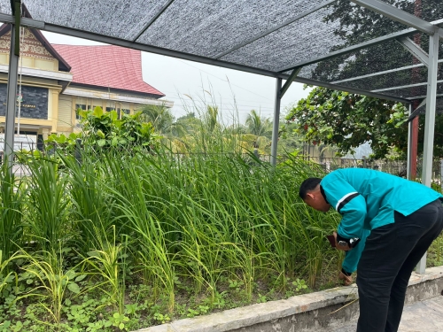 Kenalkan Kuniong Ancak dan Sikapau Kampa, Padi Lokal Kampar Ditargetkan Panen 3 Kali Setahun