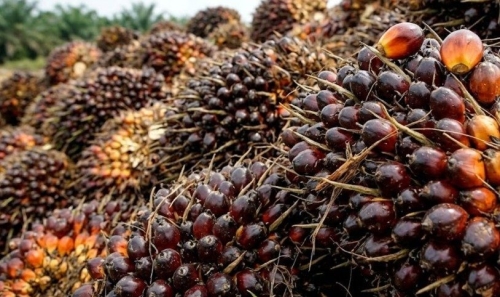 Harga TBS Sawit Riau Periode 14-20 Oktober 2026 Turun, Petani Diimbau Jaga Kualitas Panen