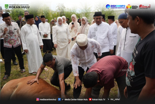 Bupati Anton Tinjau Pemotongan 81 Sapi Kurban di Rohul