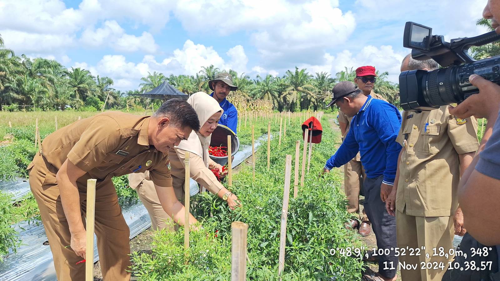 Kadis Pertanian Kampar Nurilahi Ali Panen Raya Cabai dan  Resmikan Bangsal Pasca Panen