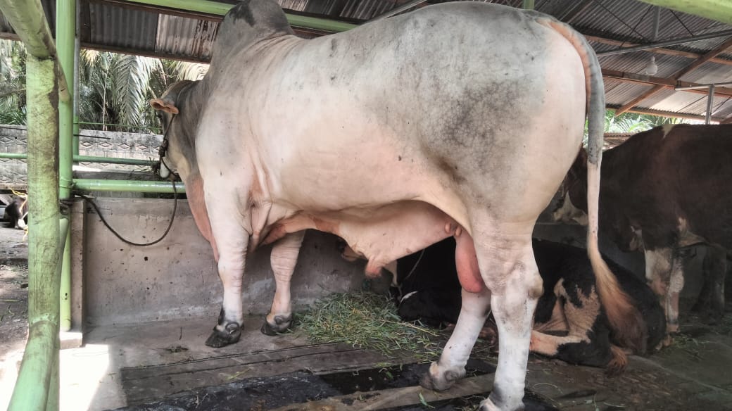 Sapi 840 Kg Asal Kampar Jadi Hewan Kurban Presiden Prabowo di Idul Adha 2025