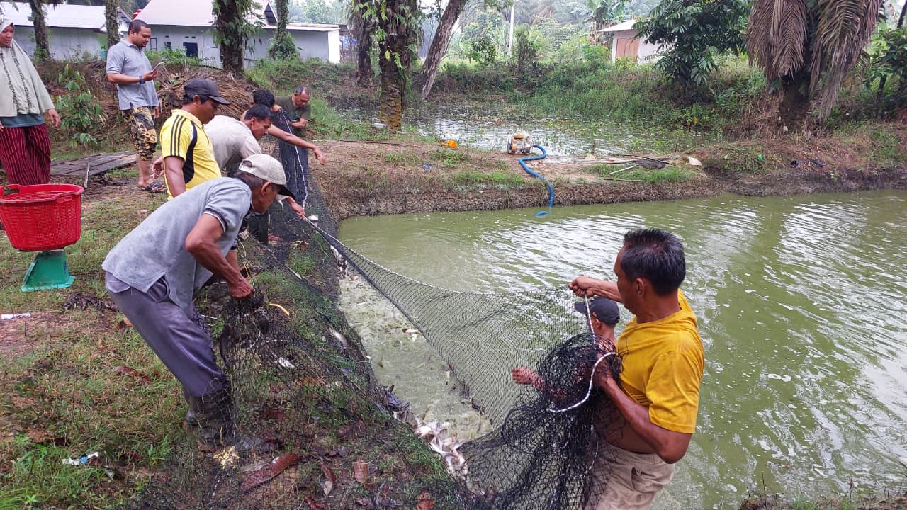 Wujud Nyata Pemberdayaan PT Eka Dura Indonesia: Ikan Patin Binaan Tembus Pasar Dapur MBG