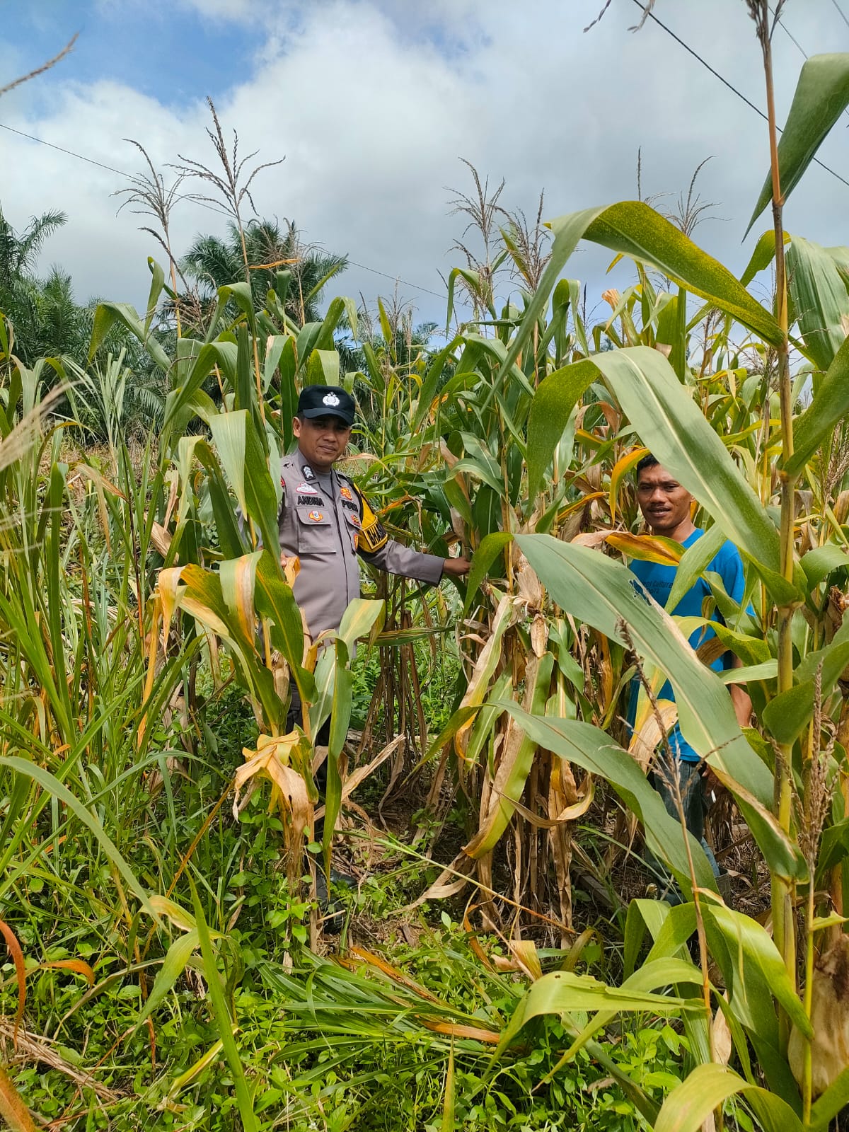 Dukung Ketahanan Pangan Polsek Kepenuhan Cek Pertumbuhan Jagung Pipil