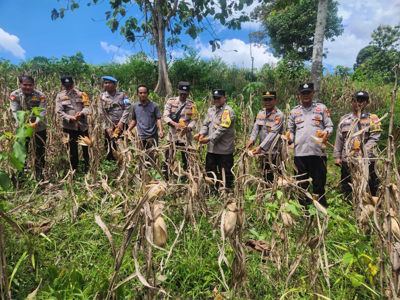 Jelang Panen Raya, Kapolsek Rambah Cek Langsung Lahan Jagung di Rambah Tengah Barat