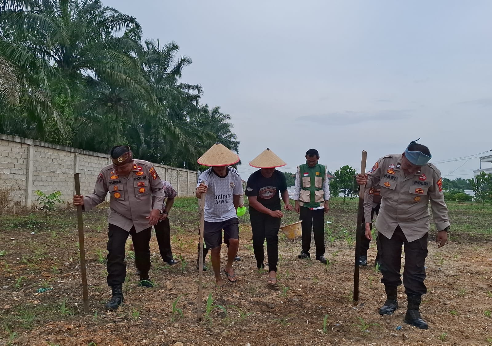 Polsek Ujungbatu Kembali Tanam Jagung Pipil, Perkuat Ketahanan Pangan Daerah