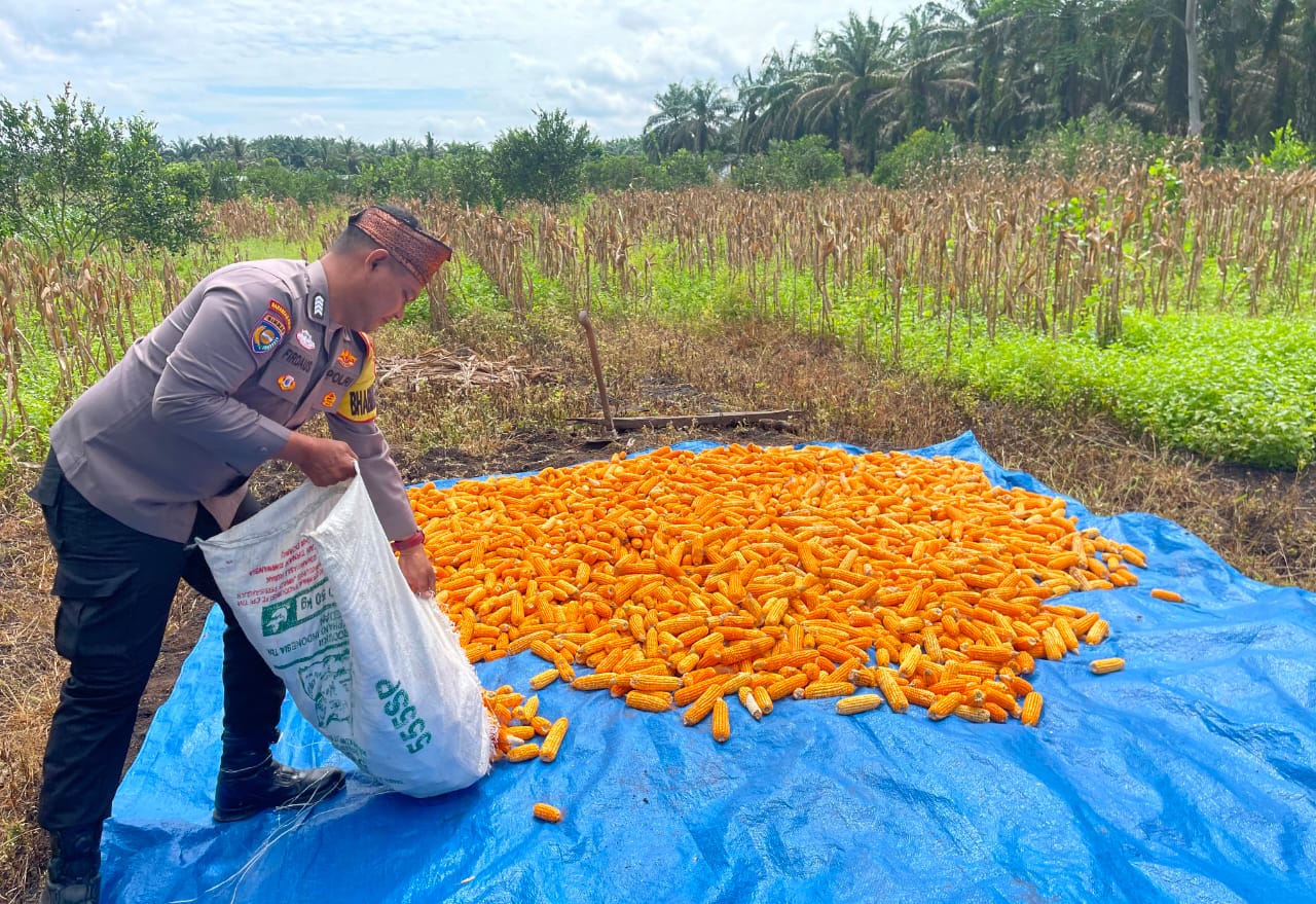 Bhabinkamtibmas Rawa Makmur Pantau Pengeringan Jagung, Perkuat Ketahanan Pangan Desa