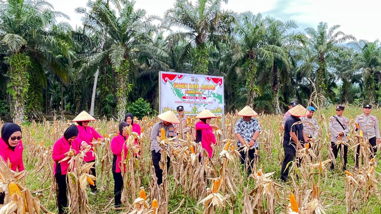 Panen Raya Jagung Pipil di Sabak Auh Dipantau Polisi, Hasil Segera Ditimbang ke Bulog