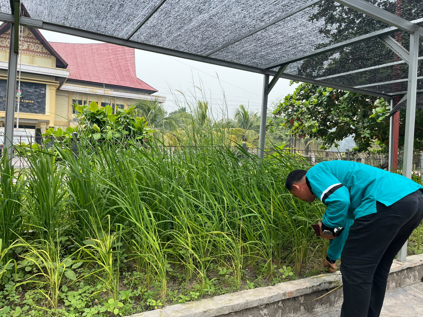 Kenalkan Kuniong Ancak dan Sikapau Kampa, Padi Lokal Kampar Ditargetkan Panen 3 Kali Setahun