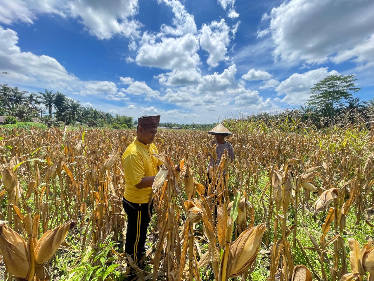 Dukung Program Ketahanan Pangan Nasional, Polsek Bonai Darussalam Pantau Optimalisasi Pertumbuhan Jagung di Desa Rawa Makmur