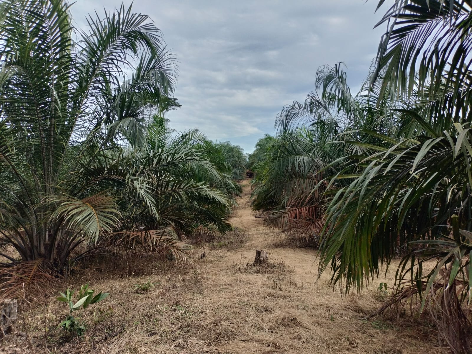 Pemkab Kampar Hadir untuk Petani, Harga TBS Sawit Jadi Perhatian Serius
